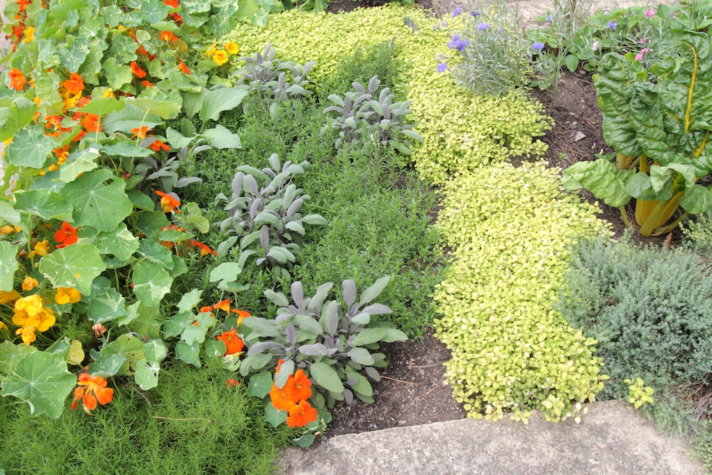 Herbs in a herb garden